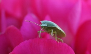 Green Bug on Pink Flower