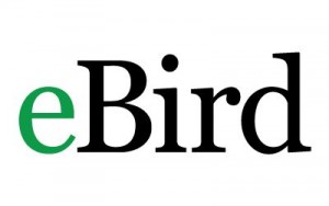 eBird Logo